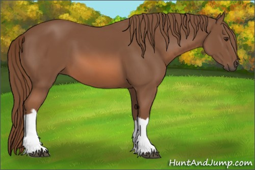 Horse Color: Liver Chestnut 