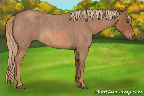 Horse Color:Red Roan 