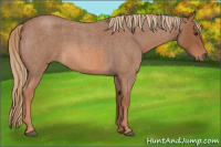 Horse Color:Red Roan