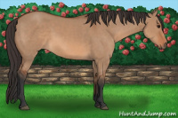 Horse Color:Bay Dun Sabino 