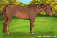 Horse Color:Liver Chestnut 