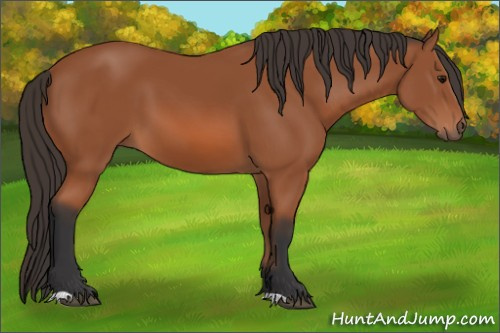 Horse Color: Bay 