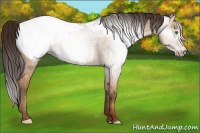 Horse Color:Gray Amber Champagne Snowcap 