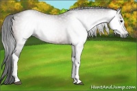 Horse Color:Gray Bay 