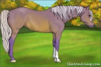 Horse Color:Watercolor Silver Brown 