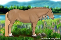 Horse Color:Chestnut Sabino