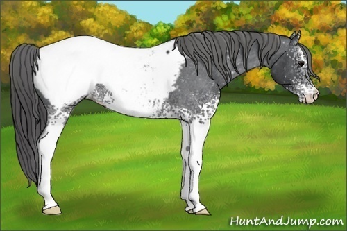 Horse Color: White Spotted Blue Roan Near Fewspot 