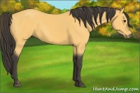 Horse Color:Buckskin 
