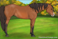 Horse Color:Bay Splash 