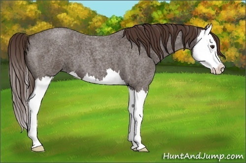 Horse Color: Liver Red Roan Splash 