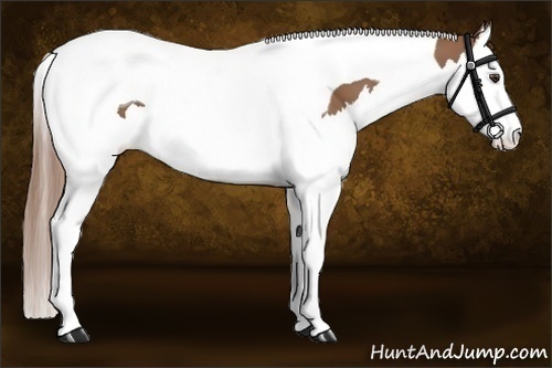 Horse Color:Red Roan Splash Tobiano
