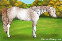 Horse Color:Gray White Spotted Palomino Blanket Rabicano 