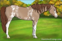 Horse Color:White Spotted Red Dun 