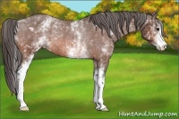 Horse Color:White Spotted Bay Varnish Rabicano 