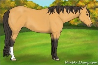 Horse Color:Buckskin