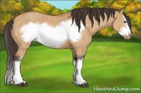Horse Color:Bay Dun Splash Frame  Brindle
