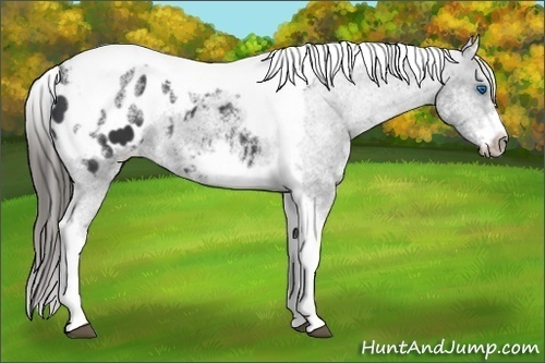 Horse Color:White Spotted Black Splash Tobiano Frame Appaloosa 