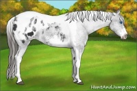 Horse Color:White Spotted Black Splash Tobiano Frame Appaloosa 