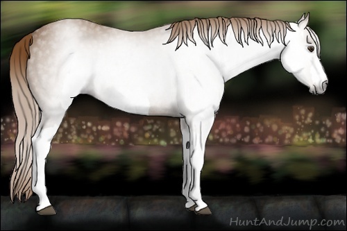 Horse Color:Gray Chestnut Rabicano 