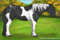Horse Color:Black Tobiano 