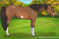 Horse Color:Bay Splash Frame