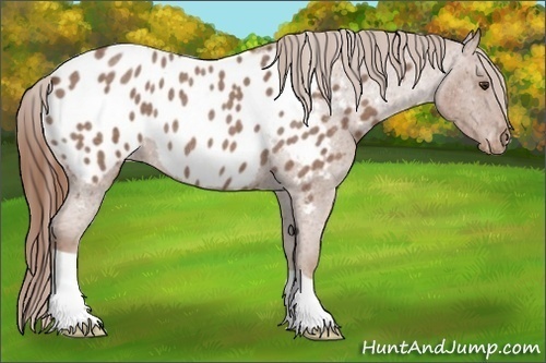 Horse Color: Unknown 