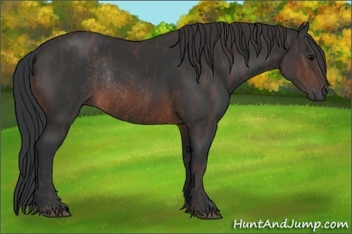 Horse Color: Brown Rabicano  Brindle