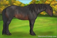 Horse Color:Brown Rabicano  Brindle