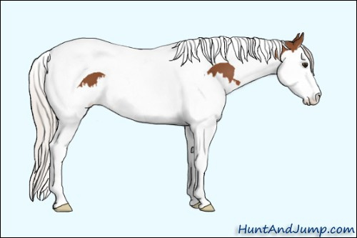 Horse Color: Unknown 