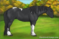 Horse Color:Black Tobiano 