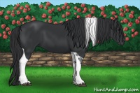 Horse Color:Black Tobiano 