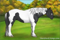 Horse Color:Black Tobiano 