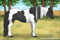 Horse Color:Black Tobiano 