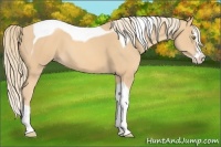 Horse Color:Gold Champagne Splash Tobiano 