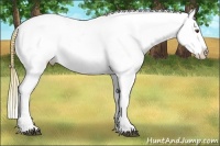 Horse Color:Buckskin Roan Dun Blanket 