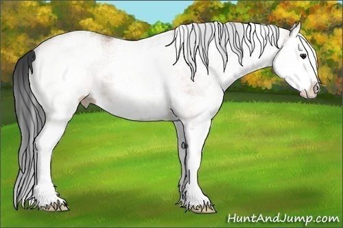 Horse Color:White Spotted Bay Dun Splash