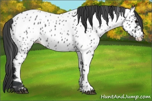 Horse Color: Blue Roan Near Leopard 