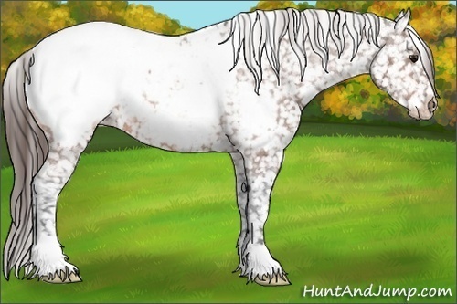 Horse Color: Bay Near Fewspot 