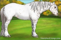 Horse Color:Bay Appaloosa 