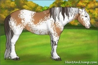 Horse Color:White Spotted Buckskin 