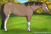 Horse Color:White Spotted Bay Dun 