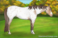 Horse Color:White Spotted Classic Champagne Roan Frame Appaloosa Rabicano 