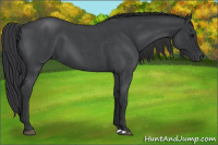 Horse Color:Blue Roan 