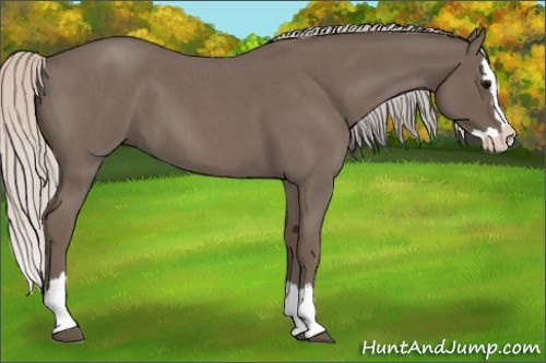 Horse Color: Silver Blue Roan Splash 