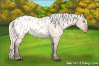 Horse Color:Silver Brown Dun Blanket 