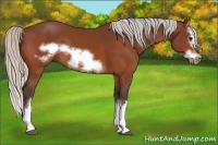 Horse Color:Silver Bay Sabino Splash Frame 