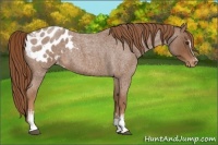 Horse Color:White Spotted Red Roan Appaloosa 