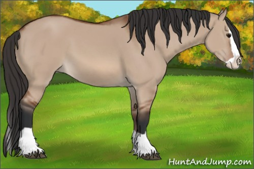 Horse Color: Unknown 