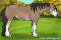 Horse Color:Bay Dun Sabino 