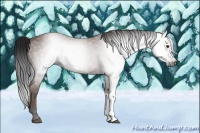 Horse Color:Gray Bay 